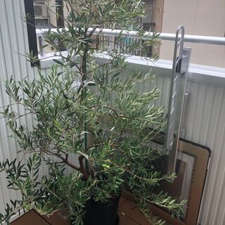 オリーブの木（観葉植物）