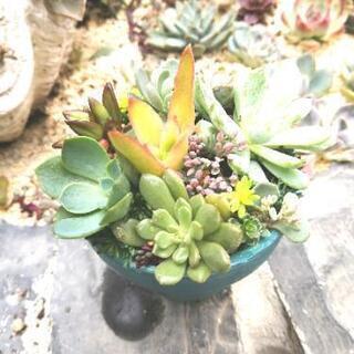 【soldout】多肉植物　寄植え　硬質鹿沼土細粒使用　リメイク鉢