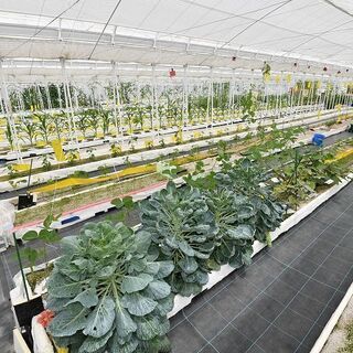 【若葉区/障がい者求人】しあわせな働き方を目指す。野菜づくりのお仕事を通して、働く「楽しさ」を見つける。の画像