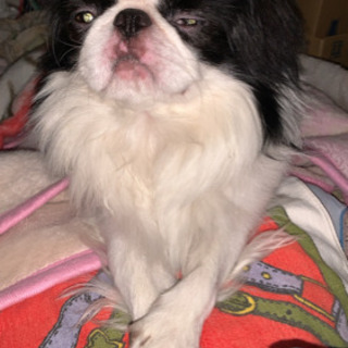 市原周辺でわんちゃんを飼ってる人仲良くしてください