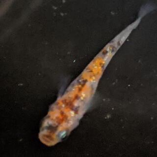 メダカ　三色ラメ　稚魚15匹の画像