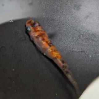 メダカ　三色ラメ　稚魚15匹の画像
