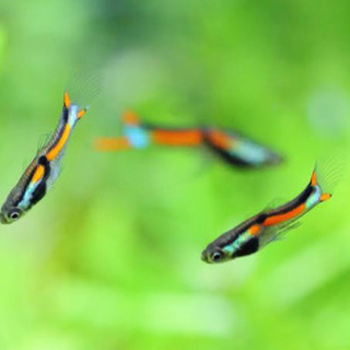 エンドラーズ・ライブベアラー稚魚4匹