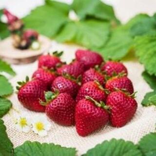 9月20日は黒イチゴ🍓カフェ☕