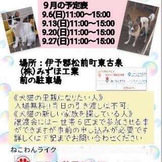 保護犬猫の譲渡会を開催致します