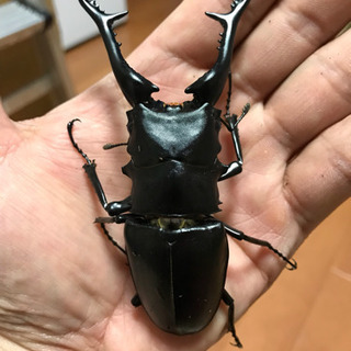 【お取引決定】ギラファノコギリクワガタ ペア ♂105.7mm ...