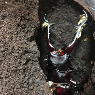 【お取引決定】ギラファノコギリクワガタ ペア ♂105.7mm ♀フリーサイズ の画像