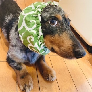 犬・食・運動・ご一緒に
