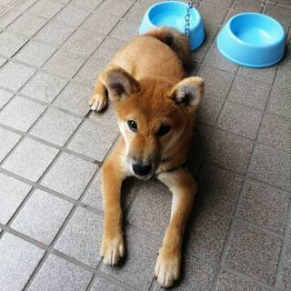 ５ケ月の柴犬