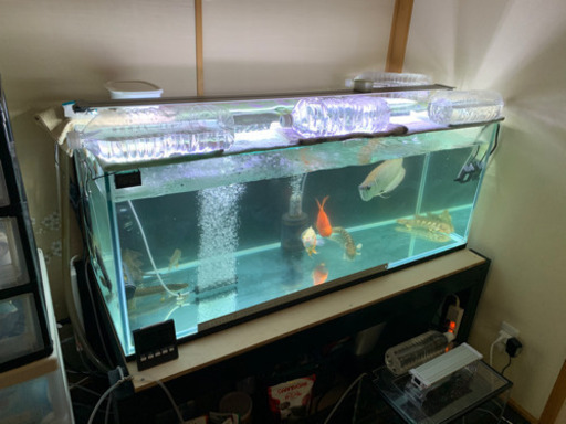 ガラスフレームレス水槽