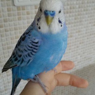 セキセイインコを探しています