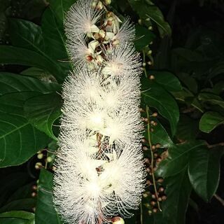 🍒サガリバナの苗