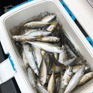 爆釣必勝　アジ釣り（船釣りです）　教えます！