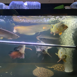 水槽規模縮小のため大型魚など格安販売