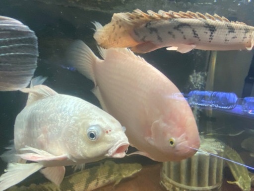 水槽規模縮小のため大型魚など格安販売