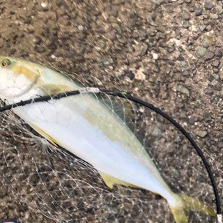 釣り友募集！(ルアー全般)