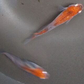 赤系めだかの卵　２０個と青系めだかの卵　３０個　計５０個セット（但し月虹めだかの卵　の場合は2０個　計4０個セット）　2回目　（各品種　限定２名様）の画像