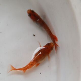 赤系めだかの卵　２０個と青系めだかの卵　３０個　計５０個セット（但し月虹めだかの卵　の場合は2０個　計4０個セット）　2回目　（各品種　限定２名様）の画像