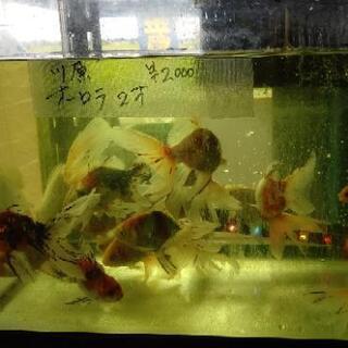 金魚いろいろー！錦鯉いろいろー！メダカもーー！の画像