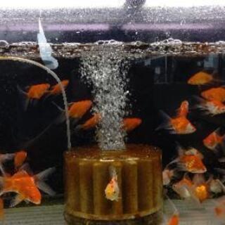 金魚いろいろー！錦鯉いろいろー！メダカもーー！ - その他