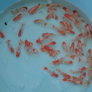金魚いろいろー！錦鯉いろいろー！メダカもーー！ - 地元のお店