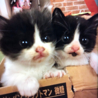 人懐っこいかわいい白黒兄弟