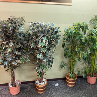 フェイクの観葉植物‼️あげます。の画像