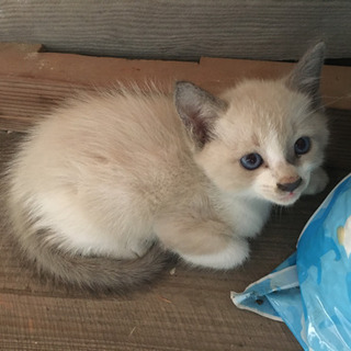 1.2ヶ月のかわいい色のニャンコ