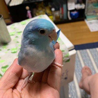 マメルリハ　探してます