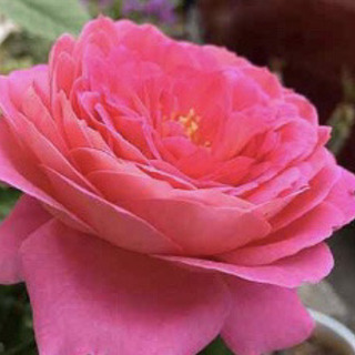 薔薇　（フラゴナール）