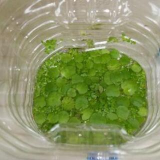 水草二種類の画像