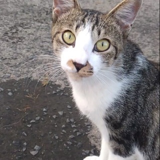 里親さんになってください