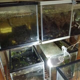 ガラス水槽★どれでも一個単位1000円の画像