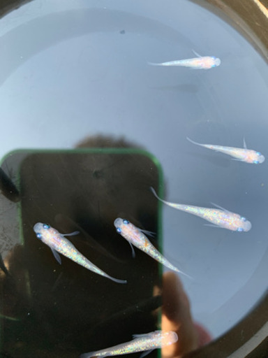 王華、白タイプ、雄２✖️雌６➕８匹