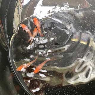 朱赤透明鱗メダカ　（プラチナ牡丹メダカ）紅白系の画像