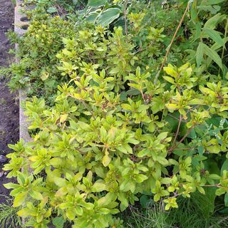 ツツジの木差し上げます　10本はあります　堀り上げてお持ち下さい