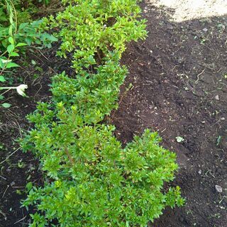 ツツジの木差し上げます　10本はあります　堀り上げてお持ち下さいの画像