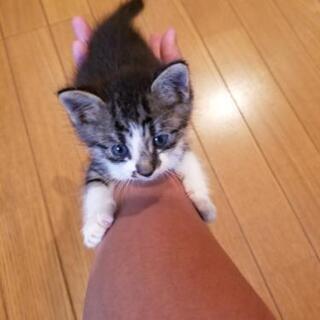 子猫里親募集