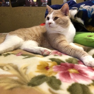 寂しがりやなスコティッシュ