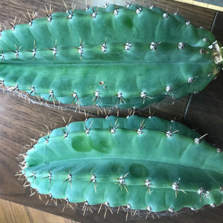 柱サボテン　鬼面角　棘あり