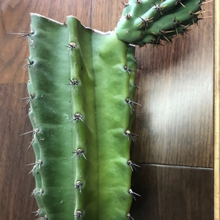 柱サボテン　鬼面角　棘付き