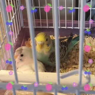 🦜インコ２匹の優しい里親さん決まりました🦜ありがとうございます😊