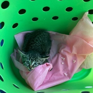 子猫　至急里親募集　9月20日まで