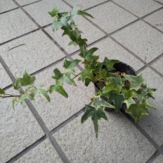 アイビー   ヘデラ