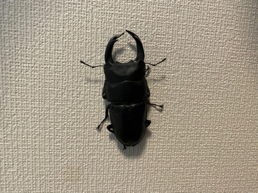 オオクワガタ　大型個体！値下げしました。