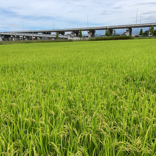 2020年産米