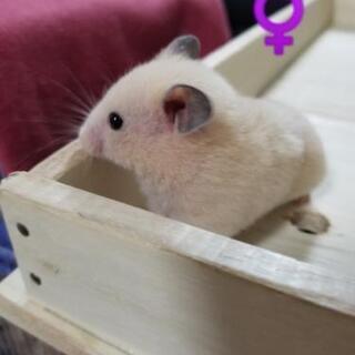 ハムスター里親募集します🐹