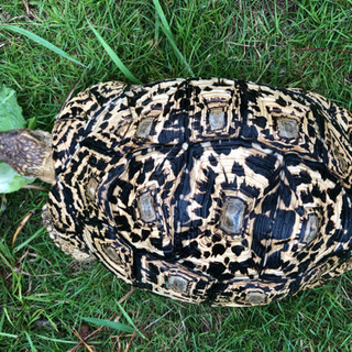 ヒョウモンリクガメ