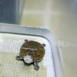 脱走ガメ探しています😢