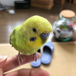 【きみどり色】の【セキセイインコ】を探しています
